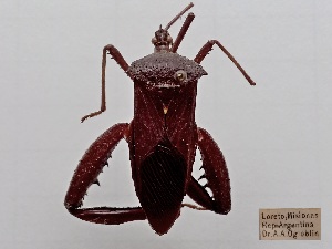  (Acanthocephala sp - ME204)  @11 [ ] No Rights Reserved (2018) Leonela Olivera Museo de La Plata