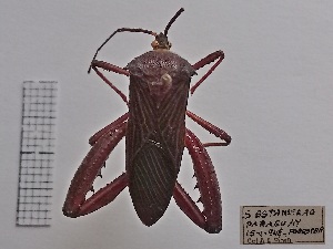  (Acanthocephala parensis - ME247)  @11 [ ] No Rights Reserved (2018) Leonela Olivera Museo de La Plata