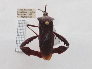  (Acanthocephala scutellata - ME282)  @11 [ ] No Rights Reserved (2018) Leonela Olivera Museo de La Plata