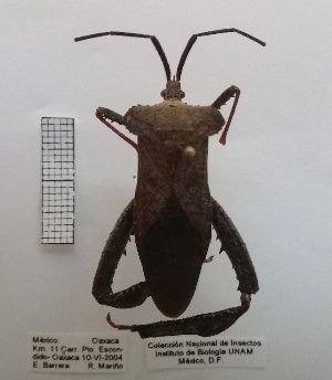  (Acanthocephala alata - ME382)  @11 [ ] No Rights Reserved (2018) Leonela Olivera Museo de La Plata