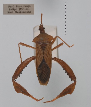  (Acanthocephala ochracea - ME384)  @11 [ ] No Rights Reserved (2018) Leonela Olivera Museo de La Plata