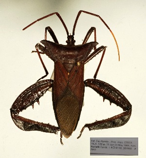  (Acanthocephala pittieri - ME422)  @11 [ ] No Rights Reserved (2018) Leonela Olivera Museo de La Plata