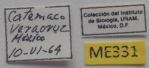 ( - ME331)  @11 [ ] No Rights Reserved (2018) Eugenia Minghetti Museo de La Plata