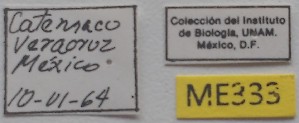  ( - ME333)  @11 [ ] No Rights Reserved (2018) Eugenia Minghetti Museo de La Plata
