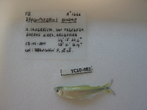  (Bryconamericus exodon - CREG ECOMOL YC10-482)  @12 [ ] Copyright (2012) UNLP Universidad Nacional de La Plata