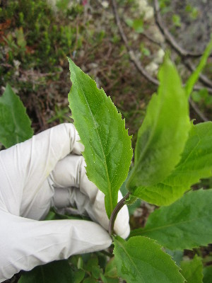  (Symphyotrichum cordifolium - MLTV58)  @11 [ ] Copyright (2011) Malie Lessard-Therrien Unspecified