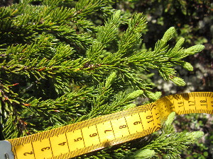  (Picea glauca - MLTV59)  @14 [ ] Copyright (2011) Malie Lessard-Therrien Unspecified