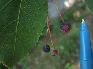  ( - MLTV77)  @11 [ ] Copyright (2011) Malie Lessard-Therrien Unspecified
