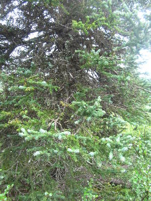  (Picea glauca - MLTI88)  @14 [ ] Unspecified (default): All Rights Reserved  Unspecified Unspecified