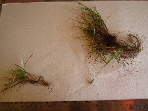  (Carex deflexa - TJD-668)  @11 [ ] CreativeCommons - Attribution Non-Commercial (2013) MTMG McGill University Herbarium