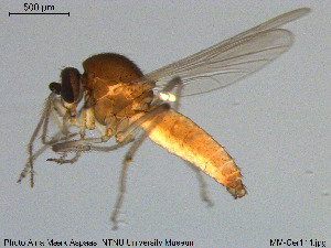  (Palpomyia distincta - MM-Cer114)  @11 [ ] Creative Commons  Attribution Non-Commercial Share-Alike (2020) NTNU University Museum, Department of Natural History NTNU University Museum, Department of Natural History