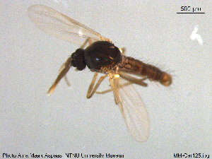  ( - MM-Cer125)  @11 [ ] Creative Commons  Attribution Non-Commercial Share-Alike (2020) NTNU University Museum, Department of Natural History NTNU University Museum, Department of Natural History