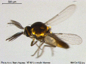  (Dasyhelea dampfi - MM-Cer132)  @11 [ ] Creative Commons  Attribution Non-Commercial Share-Alike (2020) NTNU University Museum, Department of Natural History NTNU University Museum, Department of Natural History