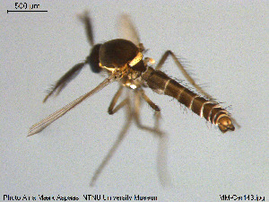  ( - MM-Cer143)  @11 [ ] Creative Commons  Attribution Non-Commercial Share-Alike (2020) NTNU University Museum, Department of Natural History NTNU University Museum, Department of Natural History