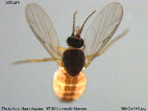  ( - MM-Cer148)  @11 [ ] Creative Commons  Attribution Non-Commercial Share-Alike (2020) NTNU University Museum, Department of Natural History NTNU University Museum, Department of Natural History