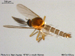  ( - MM-Cer159)  @11 [ ] Creative Commons  Attribution Non-Commercial Share-Alike (2020) NTNU University Museum, Department of Natural History NTNU University Museum, Department of Natural History