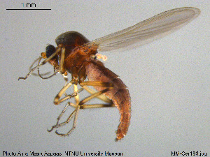  ( - MM-Cer186)  @11 [ ] Creative Commons  Attribution Non-Commercial Share-Alike (2020) NTNU University Museum, Department of Natural History NTNU University Museum, Department of Natural History