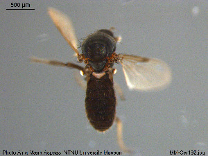  (Dasyhelea acuminata - MM-Cer192)  @11 [ ] Creative Commons  Attribution Non-Commercial Share-Alike (2020) NTNU University Museum, Department of Natural History NTNU University Museum, Department of Natural History