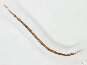  ( - MM-Cer218)  @11 [ ] by-nc-sa (2020) Unspecified Tromsø University Museum