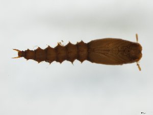  ( - MM-Cer237)  @11 [ ] by-nc-sa (2020) Unspecified Tromsø University Museum