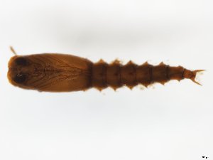  ( - MM-Cer238)  @11 [ ] by-nc-sa (2020) Unspecified Tromsø University Museum