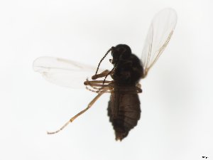  ( - MM-Cer246)  @11 [ ] by-nc-sa (2020) Unspecified Tromsø University Museum