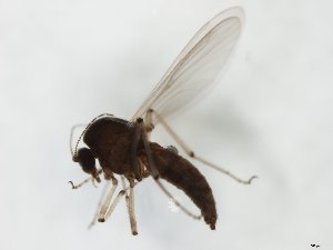  ( - MM-Cer257)  @11 [ ] by-nc-sa (2020) Unspecified Tromsø University Museum