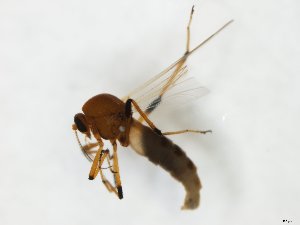  (Palpomyia spinipes - MM-Cer258)  @11 [ ] by-nc-sa (2020) Unspecified Tromsø University Museum