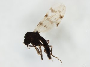  (Culicoides boyi - MM-Cer284)  @11 [ ] by-nc-sa (2020) Unspecified Tromsø University Museum