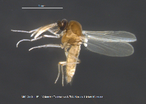  ( - MM-Cer311)  @11 [ ] Creative Commons  Attribution Non-Commercial Share-Alike (2021) NTNU University Museum, Department of Natural History NTNU University Museum, Department of Natural History