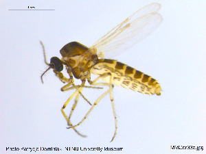  (Dasyhelea sp. 24ES - MM-Cer33)  @11 [ ] CreativeCommons - Attribution Non-Commercial Share-Alike (2019) Unspecified NTNU University Museum