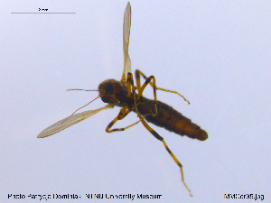  (Bezzia fascispinosa - MM-Cer35)  @11 [ ] CreativeCommons - Attribution Non-Commercial Share-Alike (2019) Unspecified NTNU University Museum