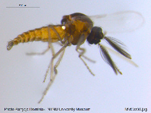  ( - MM-Cer36)  @11 [ ] CreativeCommons - Attribution Non-Commercial Share-Alike (2019) Unspecified NTNU University Museum