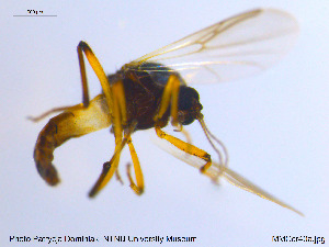  (Palpomyia citrinipes - MM-Cer40)  @11 [ ] CreativeCommons - Attribution Non-Commercial Share-Alike (2019) Unspecified NTNU University Museum