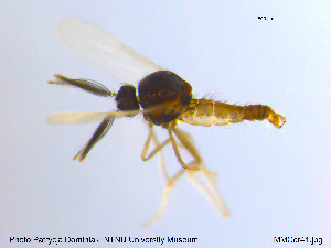  ( - MM-Cer41)  @11 [ ] CreativeCommons - Attribution Non-Commercial Share-Alike (2019) Unspecified NTNU University Museum