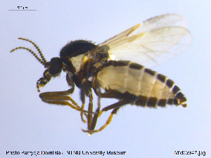  (Forcipomyia sp. 17ES - MM-Cer47)  @11 [ ] CreativeCommons - Attribution Non-Commercial Share-Alike (2019) Unspecified NTNU University Museum
