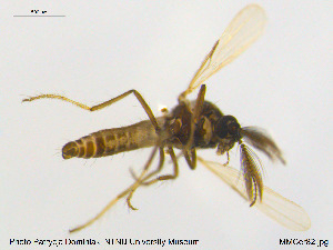  (Dasyhelea notata - MM-Cer82)  @11 [ ] CreativeCommons - Attribution Non-Commercial Share-Alike (2019) Unspecified NTNU University Museum