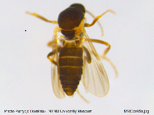  (Forcipomyia sp. 18ES - MM-Cer85)  @11 [ ] CreativeCommons - Attribution Non-Commercial Share-Alike (2019) Unspecified NTNU University Museum