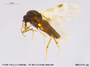  (Culicoides dewulfi - MM-Cer93)  @11 [ ] CreativeCommons - Attribution Non-Commercial Share-Alike (2019) Unspecified NTNU University Museum