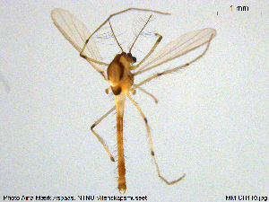  ( - MM-CH110)  @11 [ ] Creative Commons  Attribution Non-Commercial Share-Alike (2020) NTNU University Museum, Department of Natural History NTNU University Museum, Department of Natural History