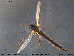  ( - MM-CH125)  @11 [ ] Creative Commons  Attribution Non-Commercial Share-Alike (2020) NTNU University Museum, Department of Natural History NTNU University Museum, Department of Natural History