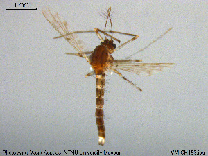  ( - MM-CH153)  @11 [ ] Creative Commons  Attribution Non-Commercial Share-Alike (2020) NTNU University Museum, Department of Natural History NTNU University Museum, Department of Natural History