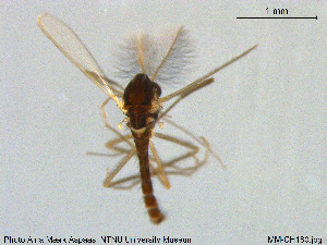  ( - MM-CH180)  @11 [ ] Creative Commons  Attribution Non-Commercial Share-Alike (2020) NTNU University Museum, Department of Natural History NTNU University Museum, Department of Natural History