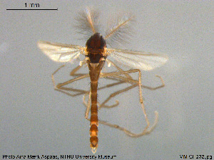  ( - MM-CH232)  @11 [ ] Creative Commons  Attribution Non-Commercial Share-Alike (2020) NTNU University Museum, Department of Natural History NTNU University Museum, Department of Natural History