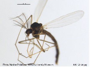  ( - MM-CH64)  @12 [ ] CreativeCommons - Attribution Share-Alike (2019) NTNU Museum of Natural History and Archaeology NTNU Museum of Natural History and Archaeology