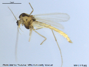  ( - MM-CH78)  @12 [ ] CreativeCommons - Attribution Share-Alike (2019) NTNU Museum of Natural History and Archaeology NTNU Museum of Natural History and Archaeology