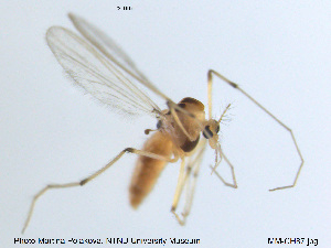  ( - MM-CH87)  @11 [ ] CreativeCommons - Attribution Share-Alike (2019) NTNU Museum of Natural History and Archaeology NTNU Museum of Natural History and Archaeology