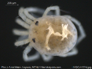  ( - HYDCA137)  @11 [ ] Creative Commons  Attribution Non-Commercial Share-Alike (2019) NTNU University Museum, Department of Natural History NTNU University Museum, Department of Natural History