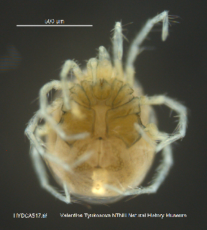  ( - HYDCA517)  @11 [ ] Creative Commons  Attribution Non-Commercial Share-Alike (2021) NTNU University Museum, Department of Natural History NTNU University Museum, Department of Natural History