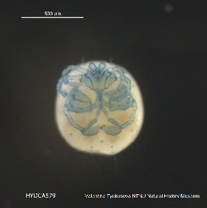  ( - HYDCA579)  @11 [ ] Creative Commons  Attribution Non-Commercial Share-Alike (2021) NTNU University Museum, Department of Natural History NTNU University Museum, Department of Natural History
